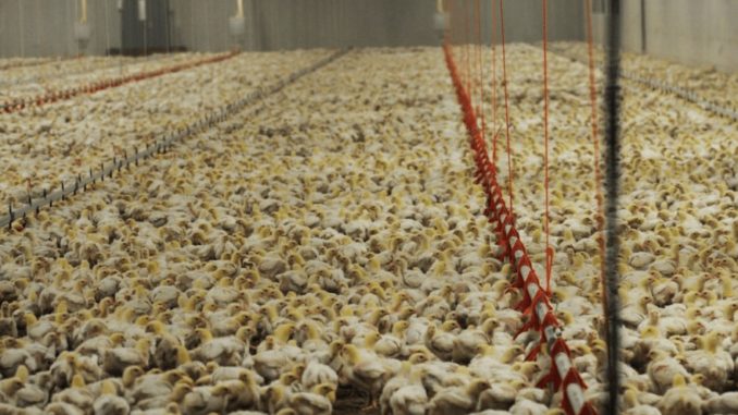 poultry-farm