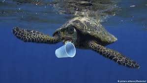 Turtle plastic