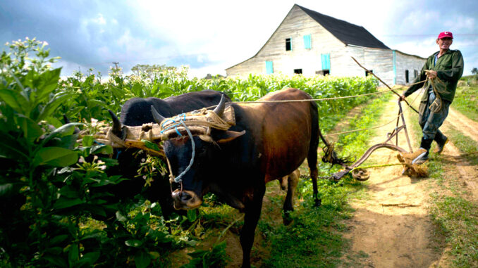 CUBA Agriculture