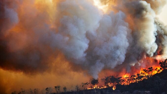 WILD FIRE RWWN VOCUE